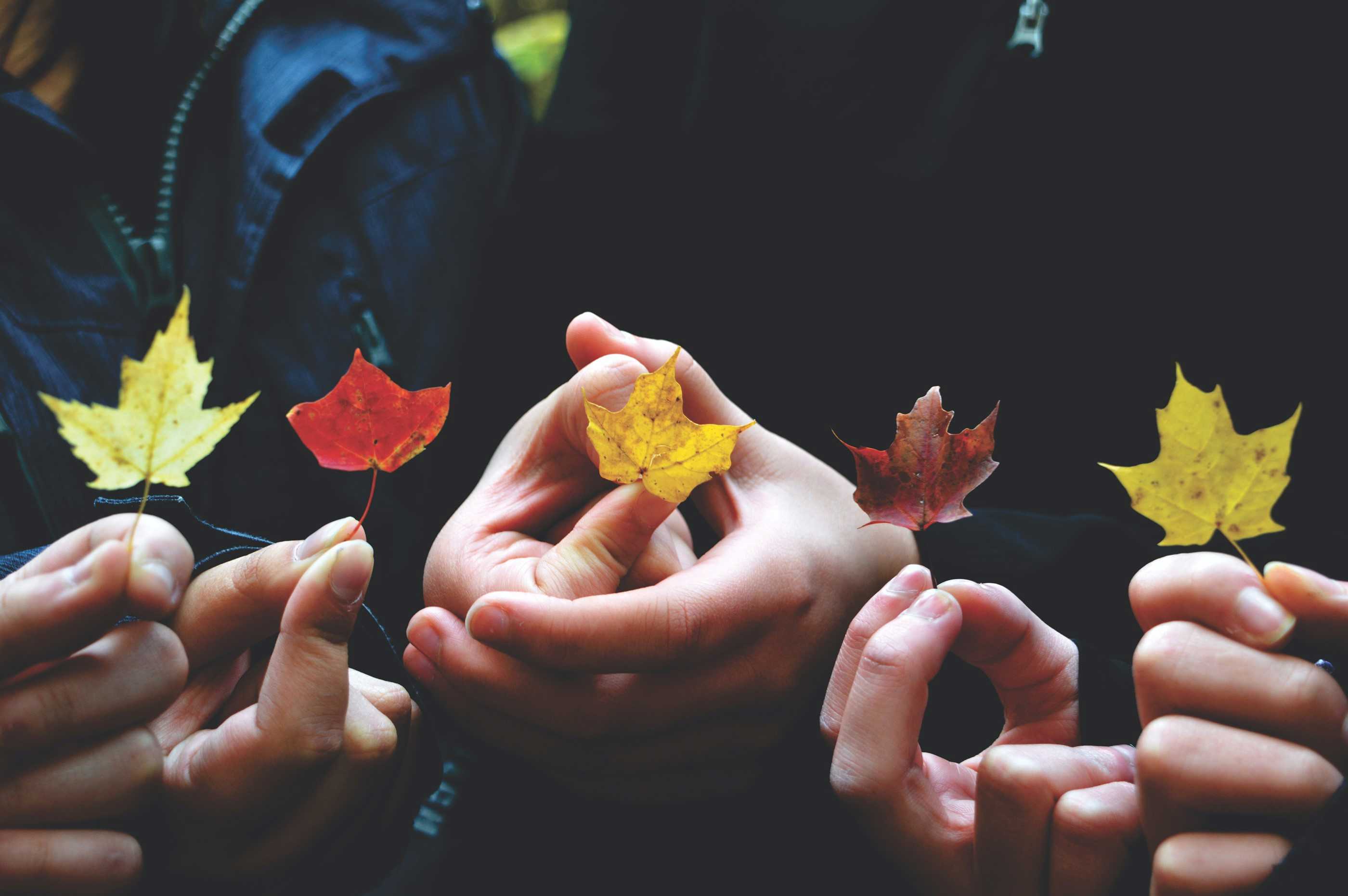 Autumn leaves